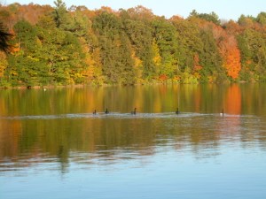 Geese on Lake at Kripalu